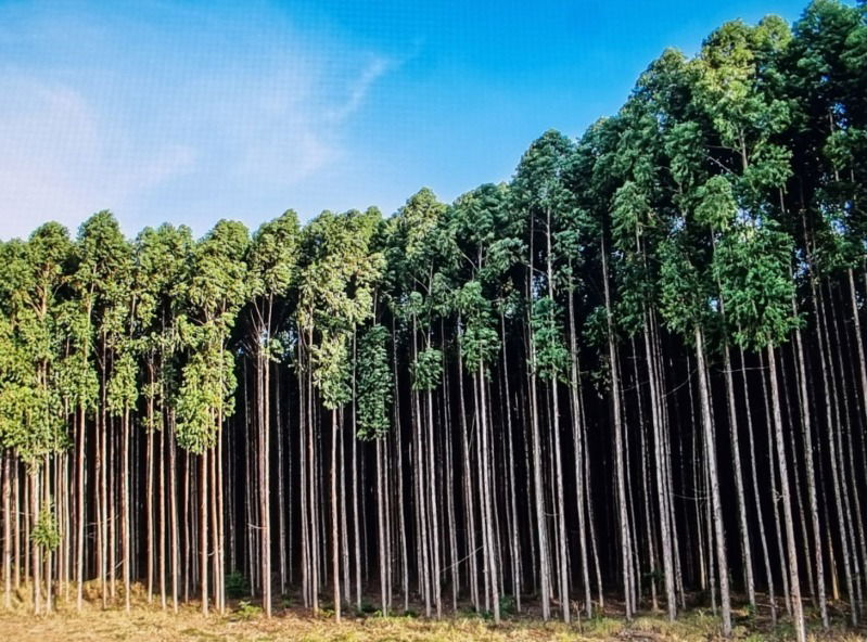 Fazenda com Plantação de Eucalipto em Coromandel/MG