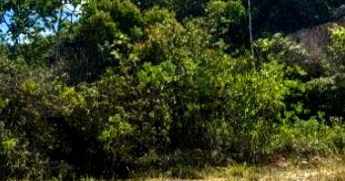 Terreno amplo 2.465 m², ocupado, ideal para investimento