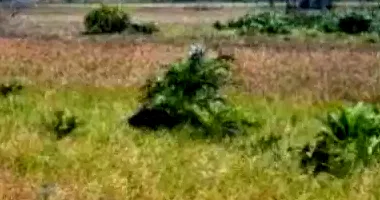 Terrenos desocupados com 300m² cada, 3 lotes juntos