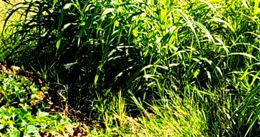 Lote Urbano Número 05 em São José do Cedro - SC