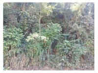Terreno de 300 m² em leilão