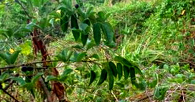 Terreno Urbano com 420m² em Ilha de Itamaracá - PE