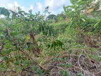 Terreno Urbano com 420m² em Ilha de Itamaracá - PE