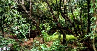 Imóvel Urbano com Pequena Construção em Cuiabá