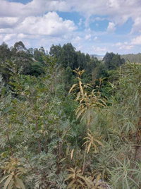 Direitos de Posse em Imóvel Rural em Quitandinha - PR