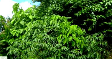 Terreno em Loteamento Villa Suíça com 200m²