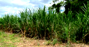 Fazenda Nossa Senhora c/ 60ha - Timbaúba