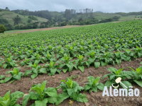 Terreno Rural com 166.968,40m² em Barros Cassal/RS