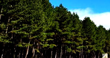 Terreno Rural com Parte Ideal e Reflorestamento em Rio Negrinho/SC