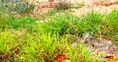 Terreno em Fernandópolis com Loteamento e Avenida