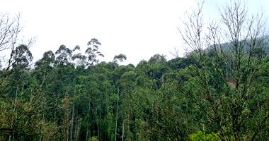 Chácara com 3.63 hectares em Marques de Souza/RS