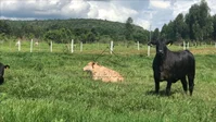 Imóvel Rural com 300 hectares em Aliança/PE