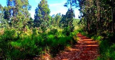 Terreno Rural com 99.953,37 m² em Imbituva-PR