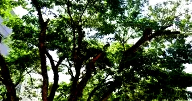 Terreno Desocupado em Leilão - Centro, Castelo/ES