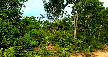 Terreno em Nova Xavantina - MT com 4.930m²