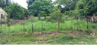 Terreno urbano 808,50m² em Getúlio Vargas - São Francisco de Assis/RS