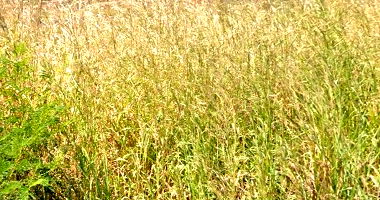 Imóvel Rural com 2.164ha em Porteirinha/MG