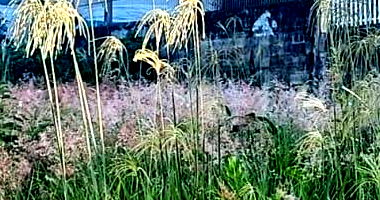 Lote Urbano Nº 41 em São José do Cedro - 275 m²