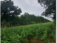 Terreno Rural com 5.39 Ha em Chapecó/SC