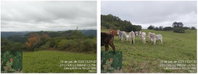 Terreno amplo para bovinocultura em Cerro Branco