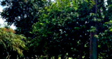 Terreno amplo de 602m² em Engenheiro Beltrão - PR