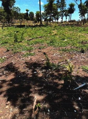 Fazenda São Francisco com 79ha em Piranhas-GO