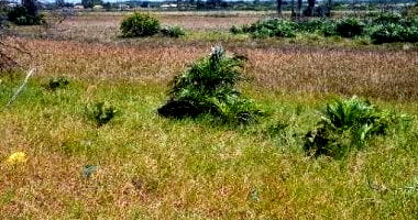 Terreno com 450 m² em Itaporanga D'Ajuda - SE