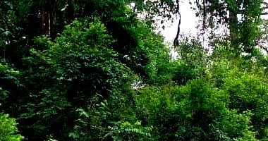 Terreno Rural com 36.300m² em Lapa/PR