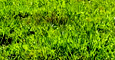 57 Vacas e 38 Novilhas Girolando em Goiânia/GO