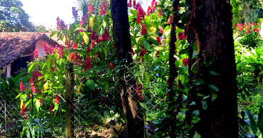 Chácara com 2 casas, galpão e piscina, área 5.996 m²