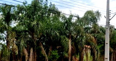 Terreno amplo de 1.562m² em estado natural, pronto para investimento