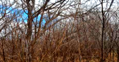 Sítio com 35 hectares em Afrânio/PE