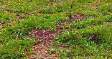Imóvel Rural com Pastagem e Recursos Hídricos em Alvorada D'Oeste