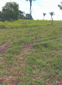 Imóvel Rural com Pastagem e Recursos Hídricos em Alvorada D'Oeste