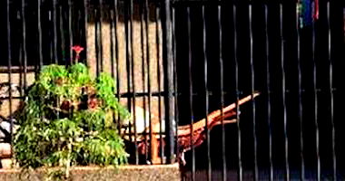 Casa com 3 quartos em Mandaguaçu/PR