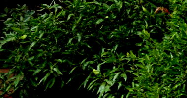 Direitos sobre Casa com 161,60m² em Palotina/PR