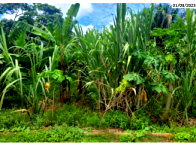 Terreno com 491,92m² em Bujari/AC