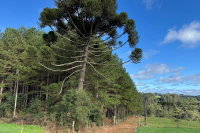 Terreno Rural com Reflorestamento em Jaraguá do Sul