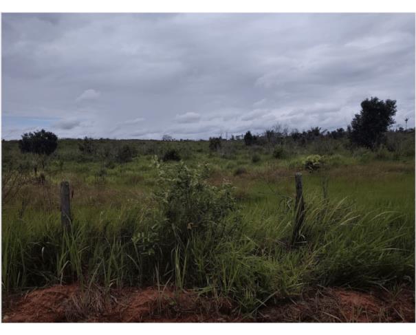 Fazenda Fortaleza II - 468,93ha - Alto Alegre/RR