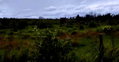 Fazenda Fortaleza II - 468,93ha - Alto Alegre/RR