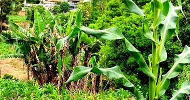 Terreno Urbano com 310,38m² em Aratiba/RS