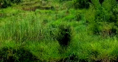 Terreno com 284 m² em Loteamento Jardim das Paineiras