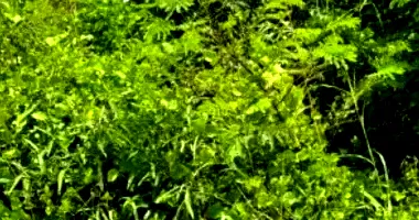 Lote de Terreno em Leilão - Parque Corrupira - Jundiaí/SP