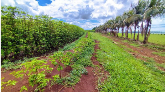 Fração de 92% da Fazenda Aleluia em Nantes/SP - 37,7913 ha