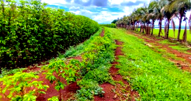 Fração de 92% da Fazenda Aleluia em Nantes/SP - 37,7913 ha