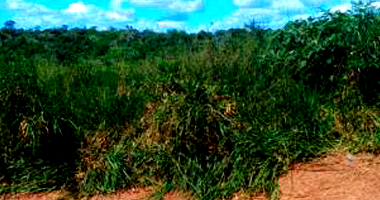 Terreno em Mocajuba - PA