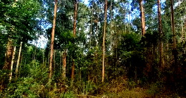 Terreno Rural em Porto União com 531.211,72 m²