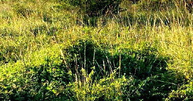 Terreno em Loteamento Vivari com 140m² - Ocupado