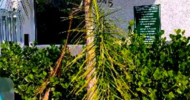 Apartamento com 2 quartos em Santa Bárbara D'Oeste/SP