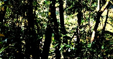 Fração Ideal de Lote Rural em Francisco Beltrão